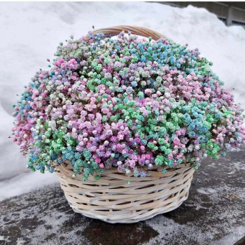 51 Кремовая Гипсофила